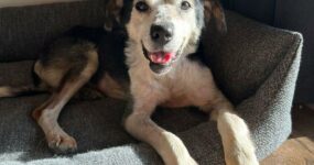 Le foto di Henry in stallo, uno degli animali salvati dopo la distruzione della diga di Kherson