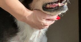 Le foto di Henry in stallo, uno degli animali salvati dopo la distruzione della diga di Kherson