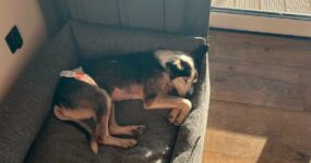 Le foto di Henry in stallo, uno degli animali salvati dopo la distruzione della diga di Kherson
