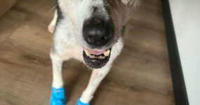 Le foto di Henry in stallo, uno degli animali salvati dopo la distruzione della diga di Kherson
