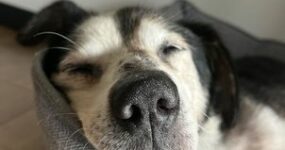Le foto di Henry in stallo, uno degli animali salvati dopo la distruzione della diga di Kherson