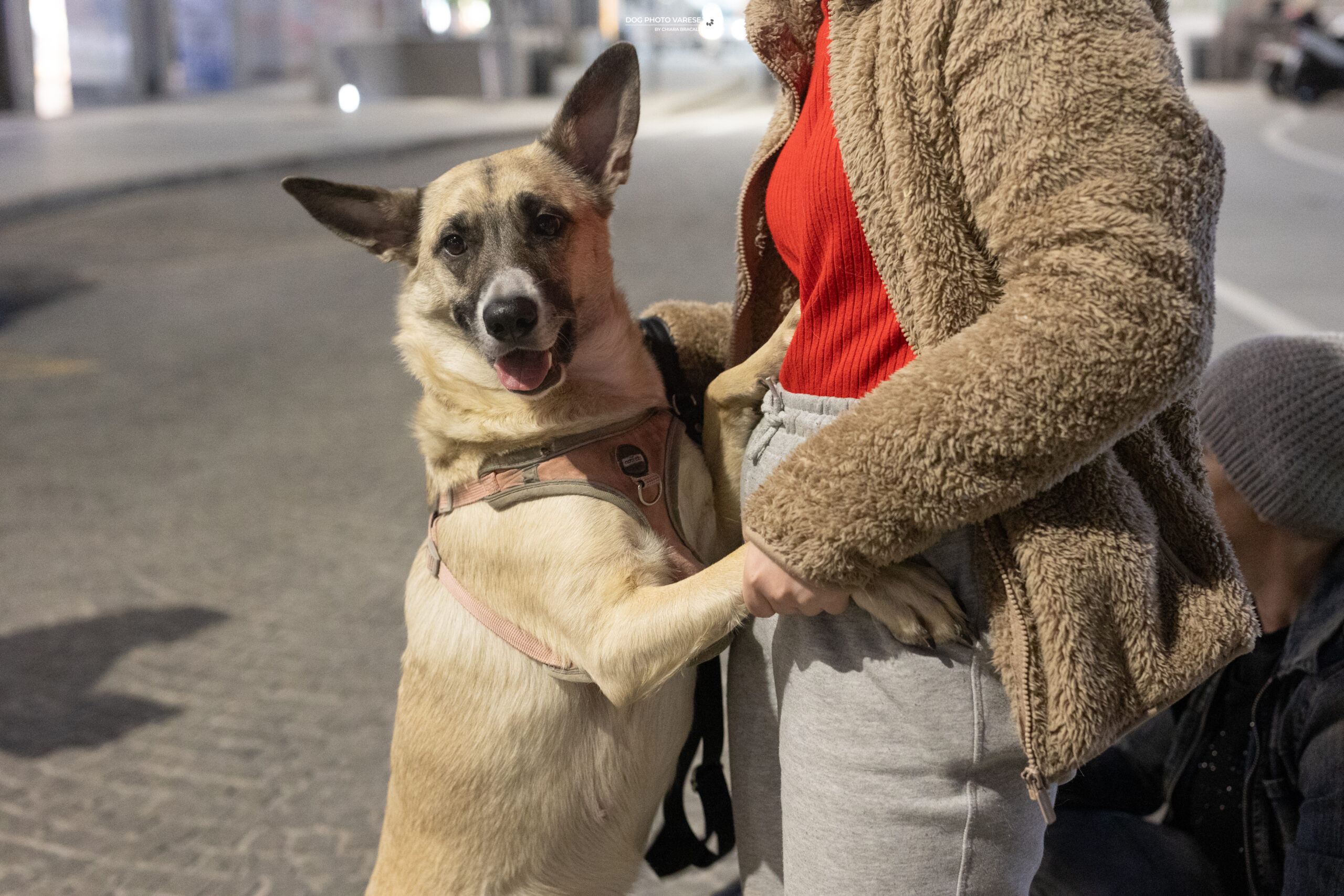 Zoomark Cane Milano