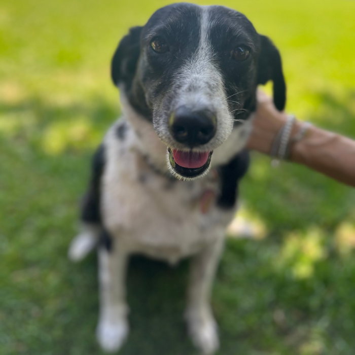 Amelia