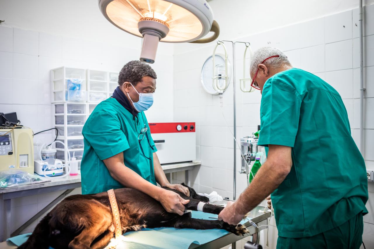 Sterilizzazioni cani
