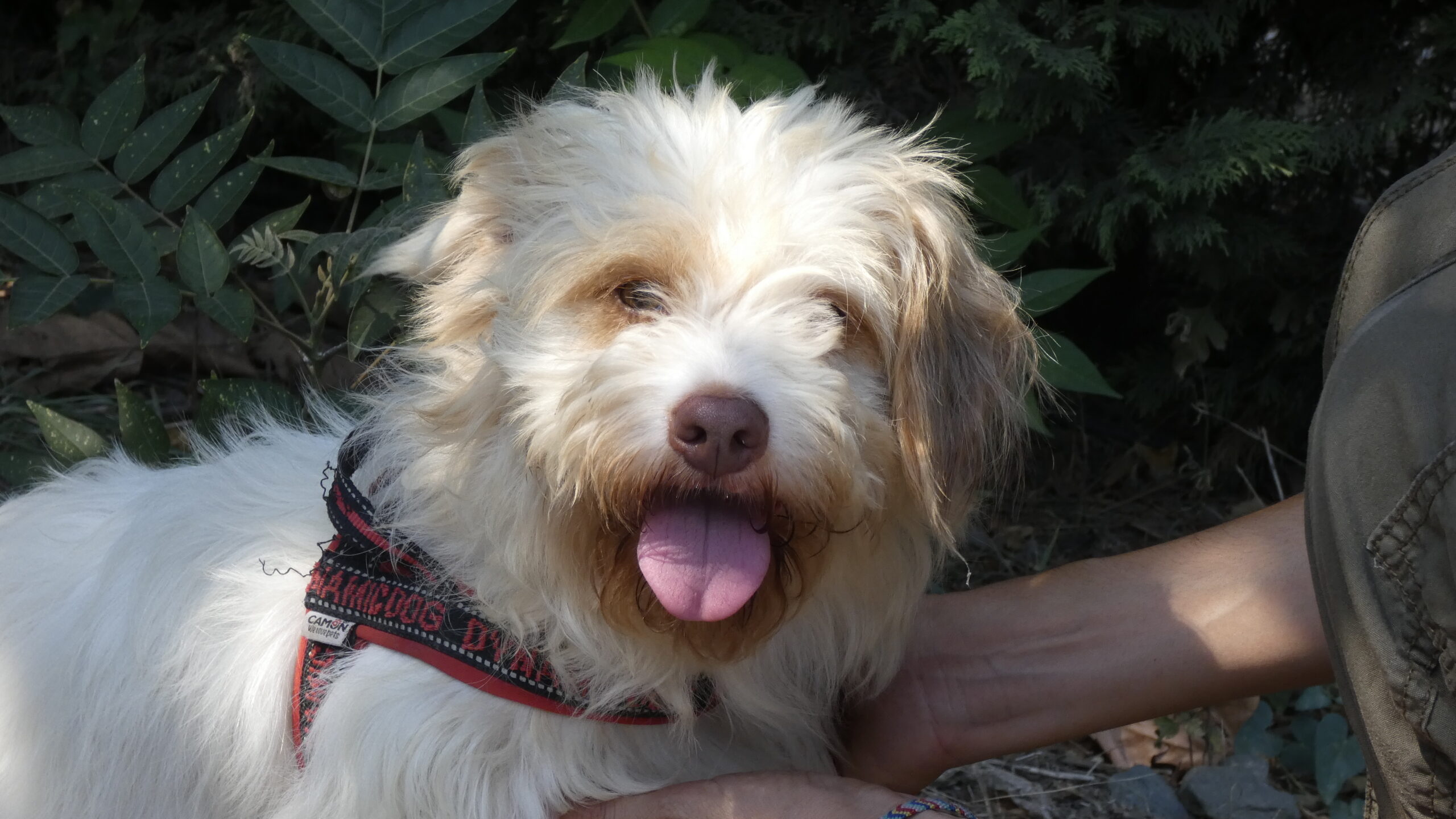 Ricominciano le adozioni dei cani di Save the Dogs in Italia