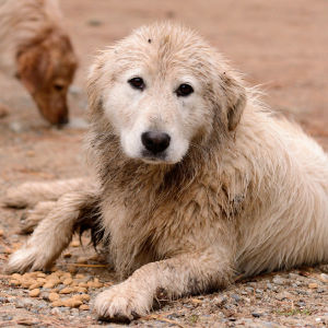 Cane-Calabria-Nuvola