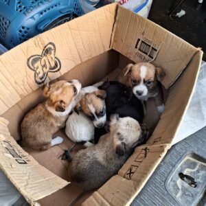In soli 6 anni possono nascere 67mila cuccioli