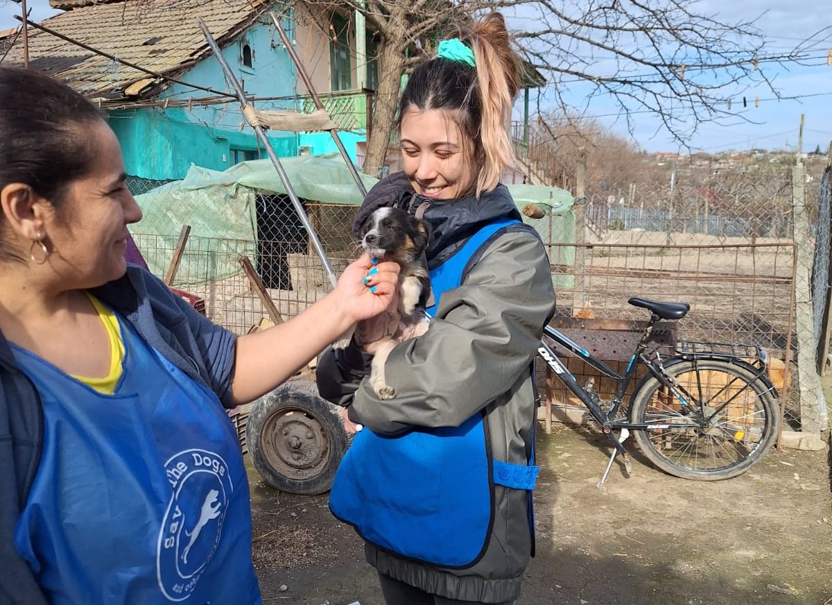 Un cane che ha ricevuto uno dei nostri vaccini a Cernavoda