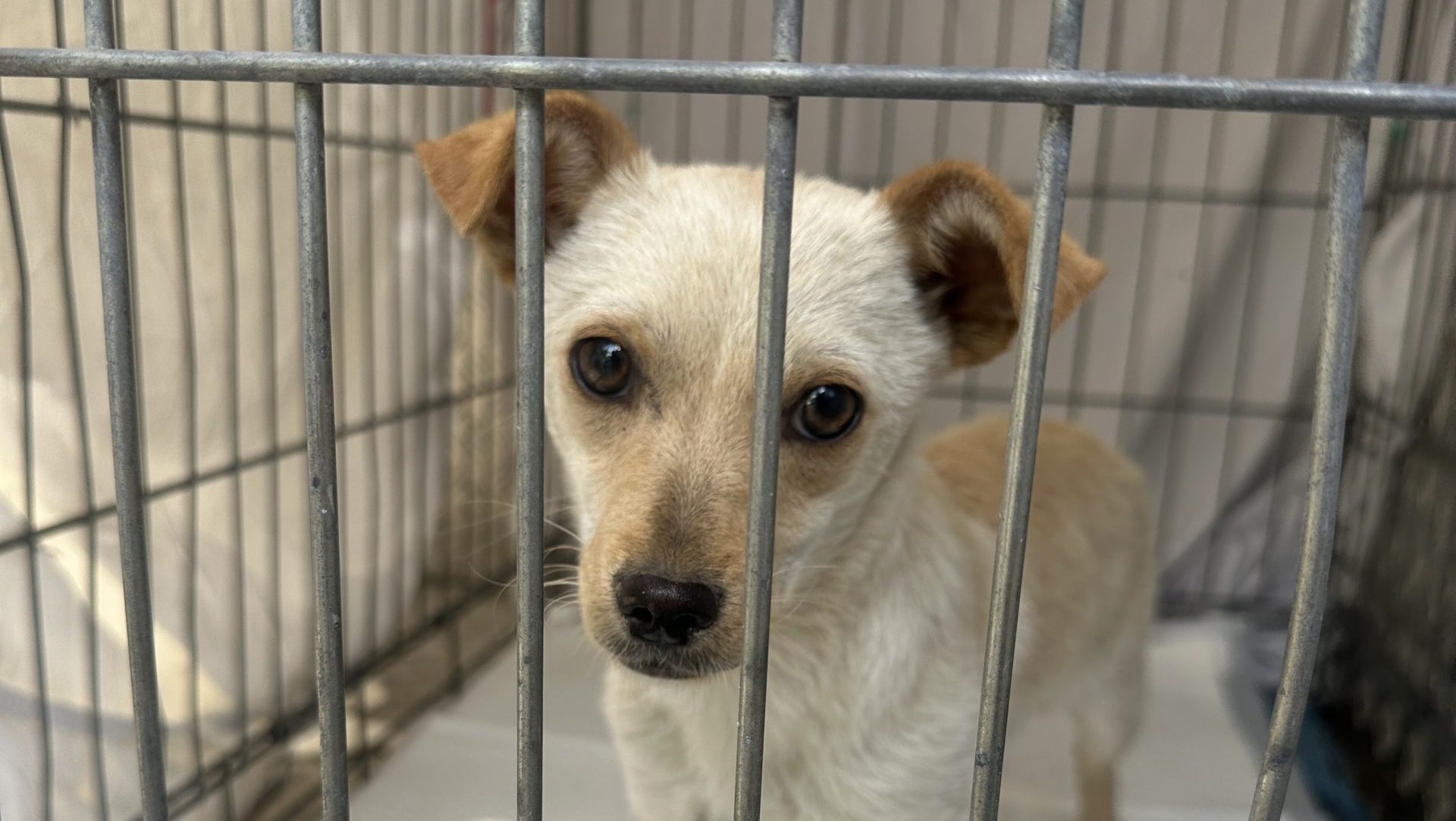 Vite Connesse – Progetto di reinserimento sociale dei detenuti attraverso l’empatia per gli animali