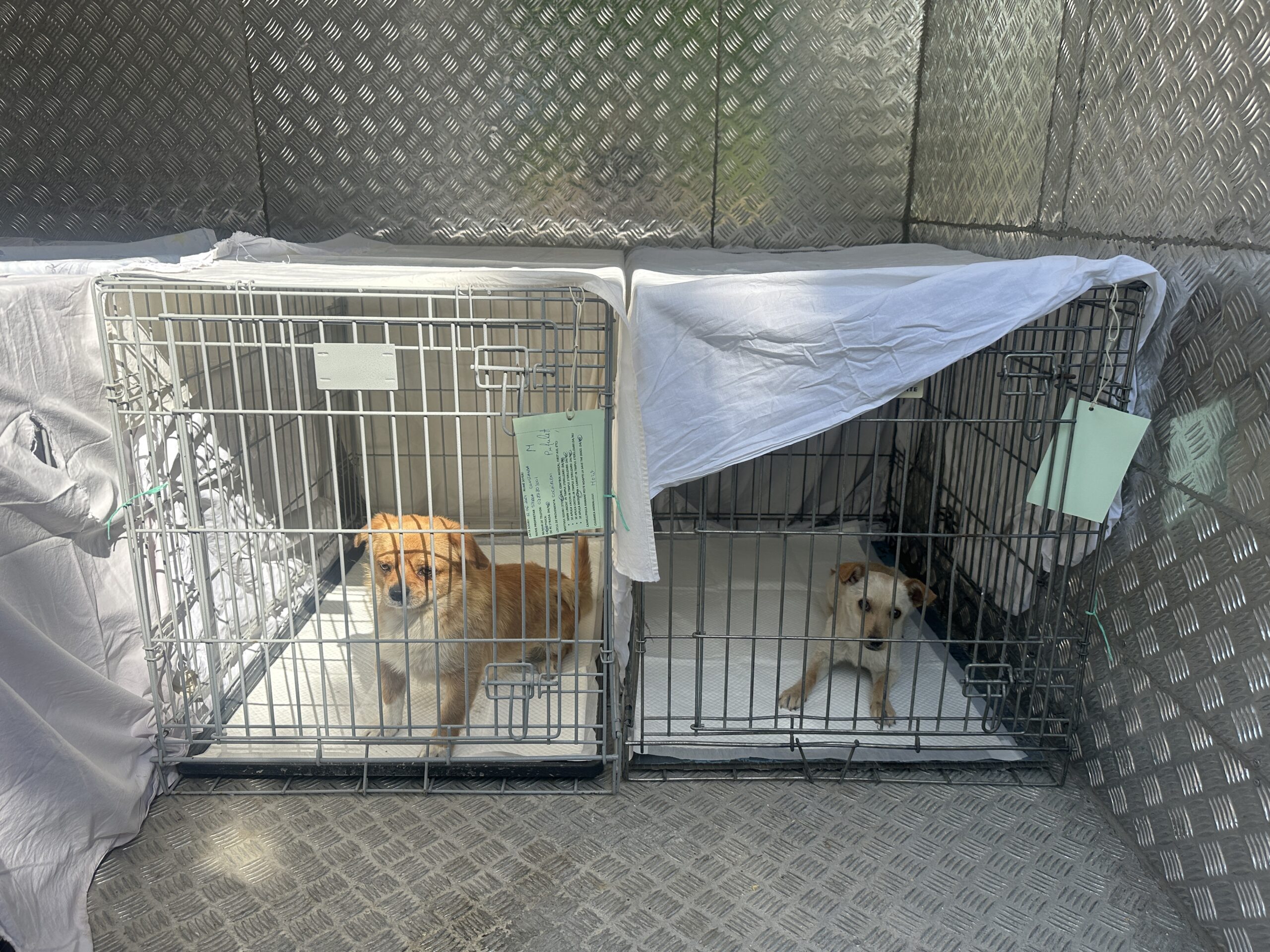 Due cani durante una maratona di sterilizzazioni
