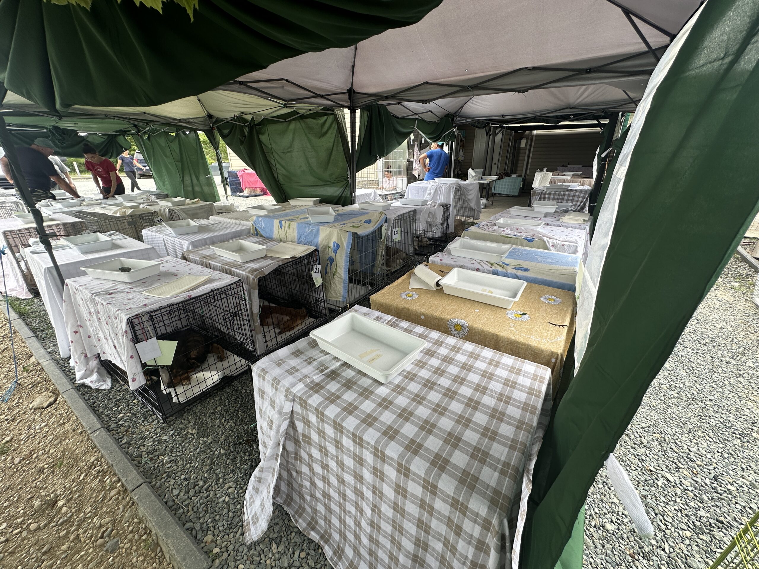 La maratona di sterilizzazioni di Giugno