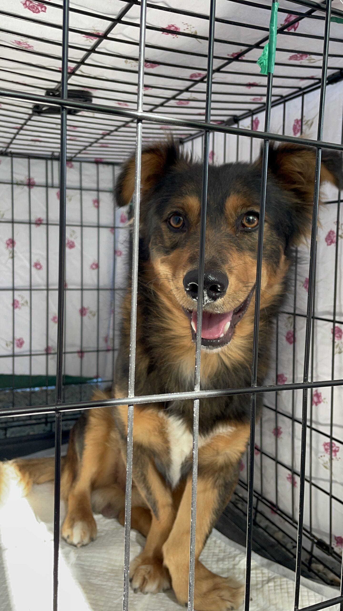 Il nome spayathon deriva dall’inglese spay, che significa sterilizzare, e marathon, maratona