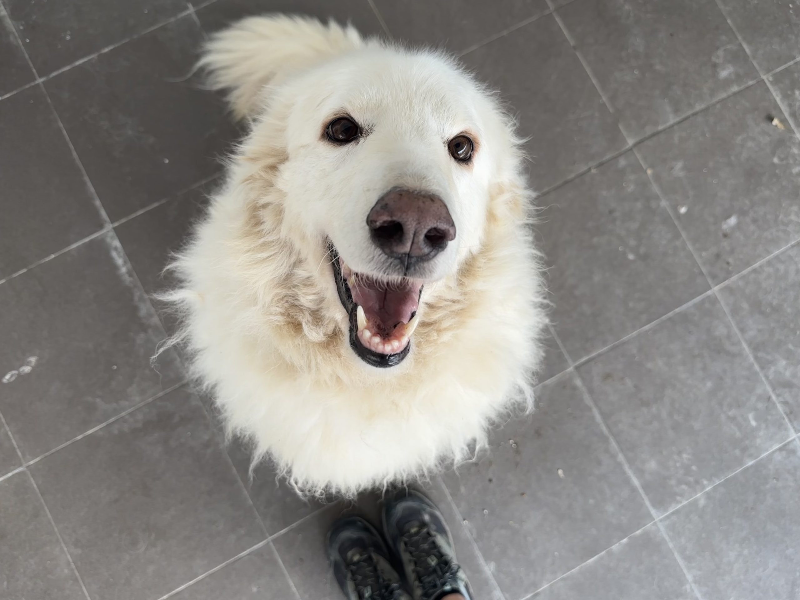Bella è uno dei cani sterilizzati in Campania grazie a Non Uno di Troppo