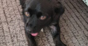 Fausto at home