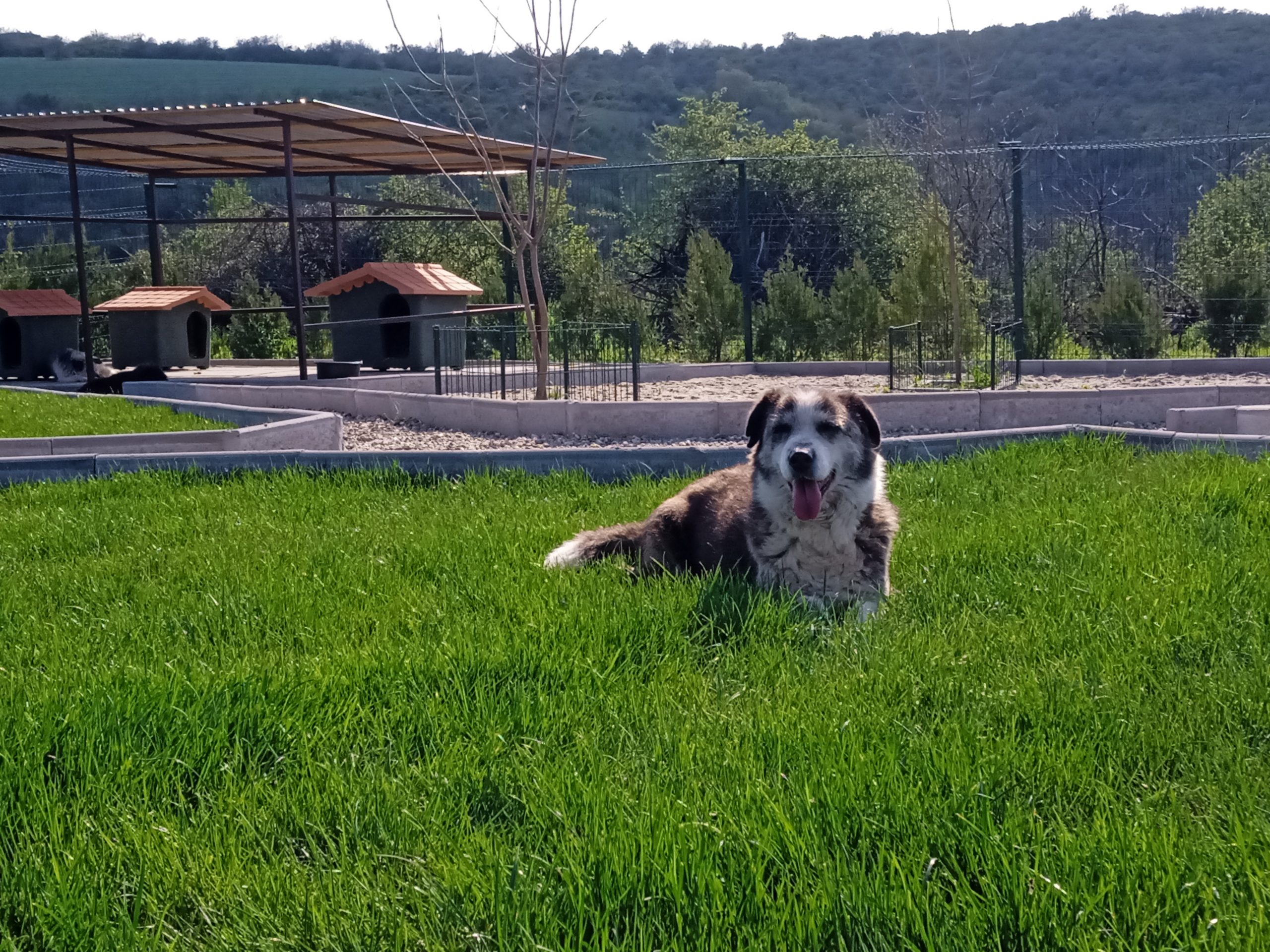 Dewey, uno dei cani più anziani, si riposa a Impronte Libere