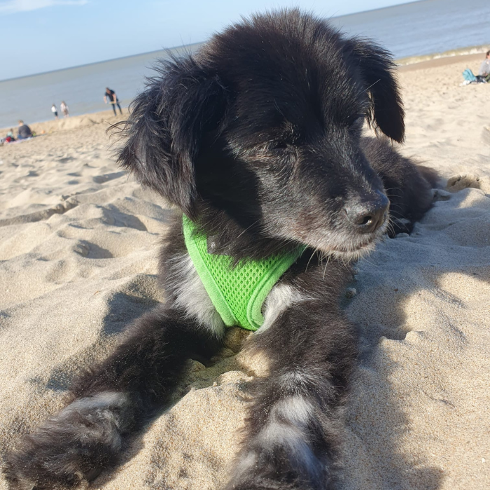Meni al mare