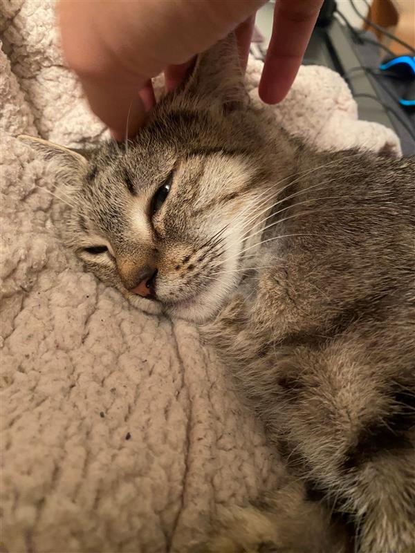 Micia