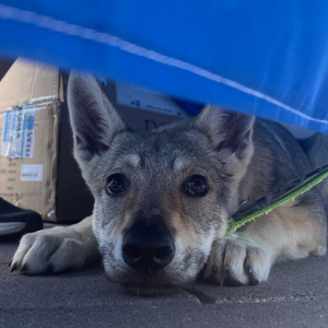 Microchip Day 2025