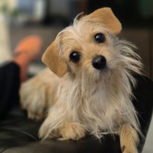 Minnie