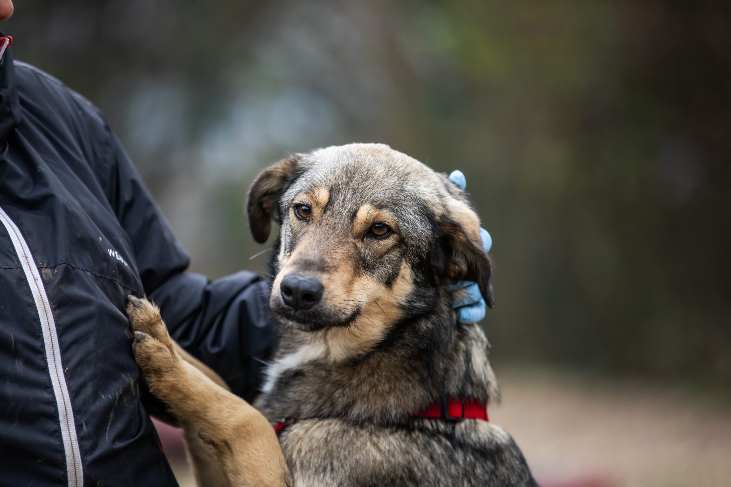 Ci sarà più forza per la voce degli altri animali in Europa