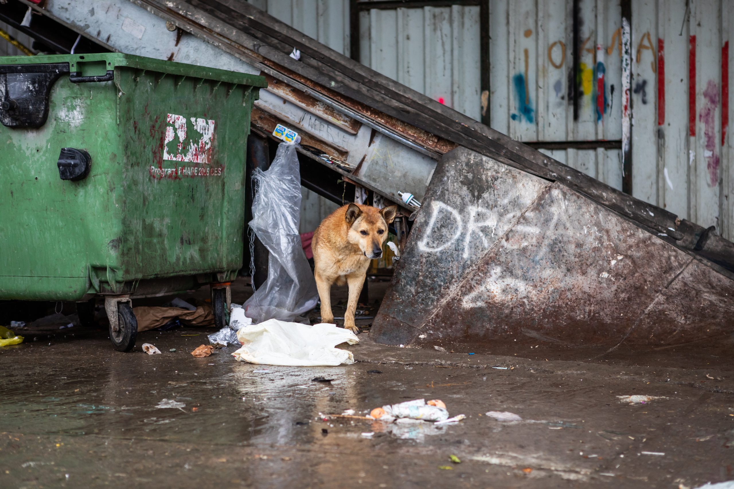 I gruppi di cani sulle strade non sono isolati ma interagiscono costantemente tra di loro