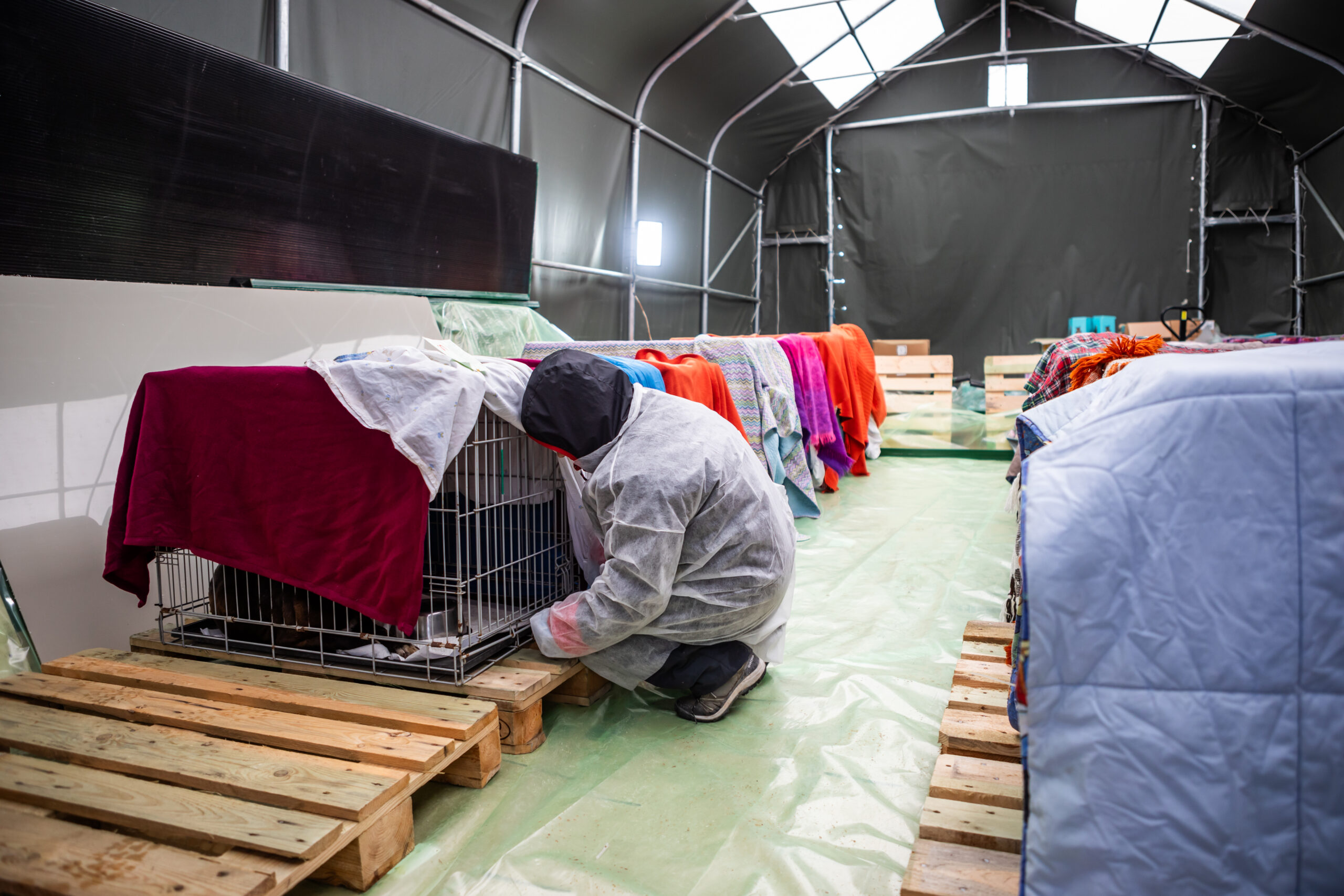 Nel nostro caso, a Cernavoda, la maggior parte delle cucciolate che soccorriamo sono figlie di cani vaganti che hanno un proprietario