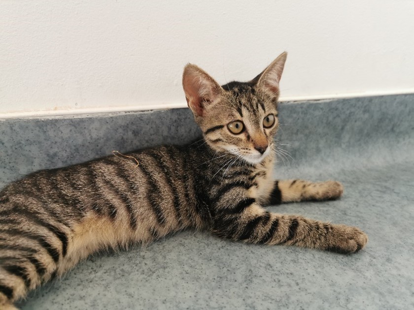 Sakura, uno dei nostri gatti in cerca di una famiglia