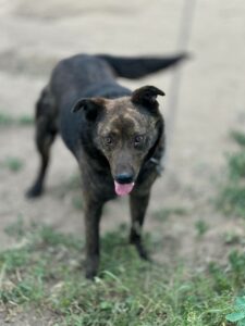 La maggior parte degli animali che vive sulle strade non è sterilizzata