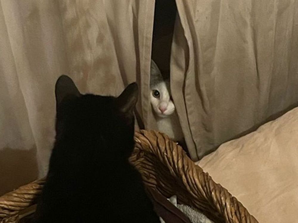 Volt e il suo nuovo amico