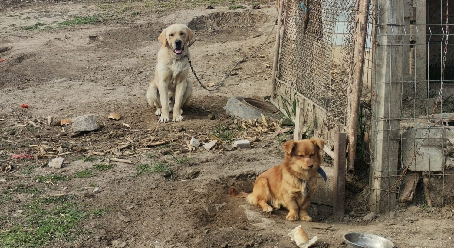 Due cani che hanno ricevuto i vaccini a Cernavoda
