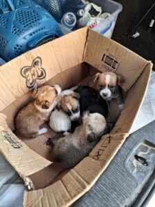 In soli 6 anni possono nascere 67mila cuccioli