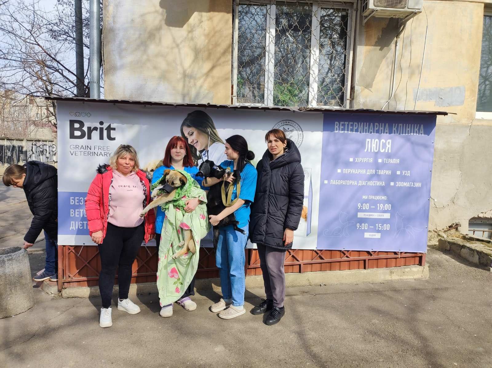 Dogs sterilized in Odessa