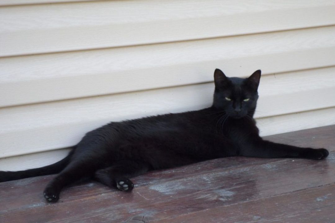 Nera