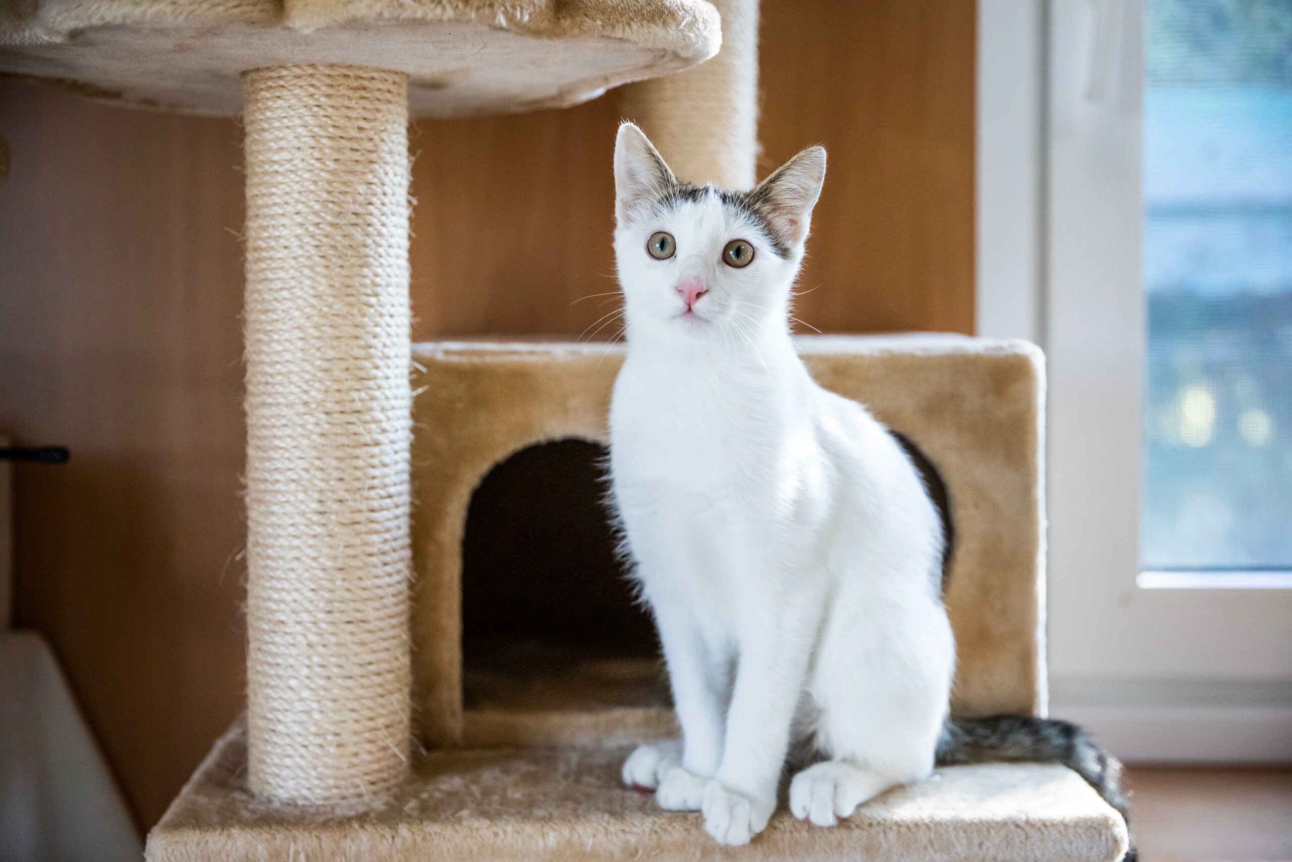 One of the resident cats in our shelter next to a scratching post