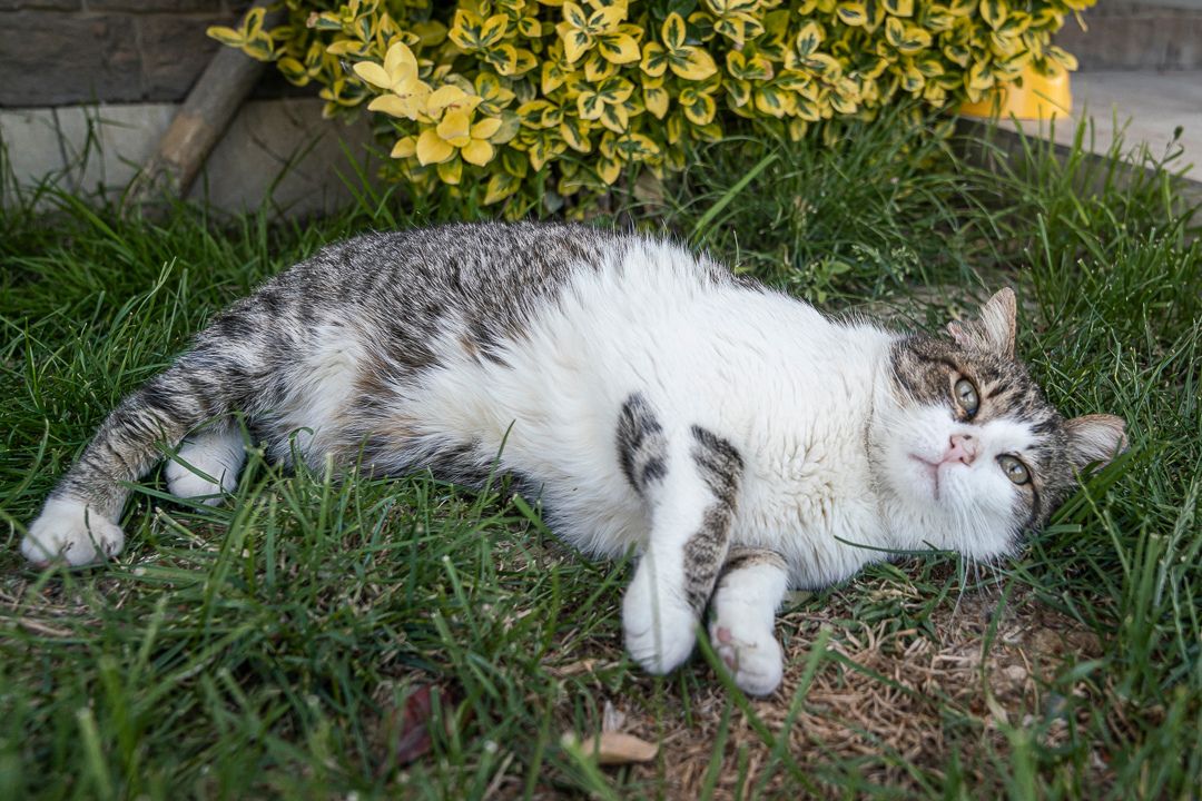 Bobtail