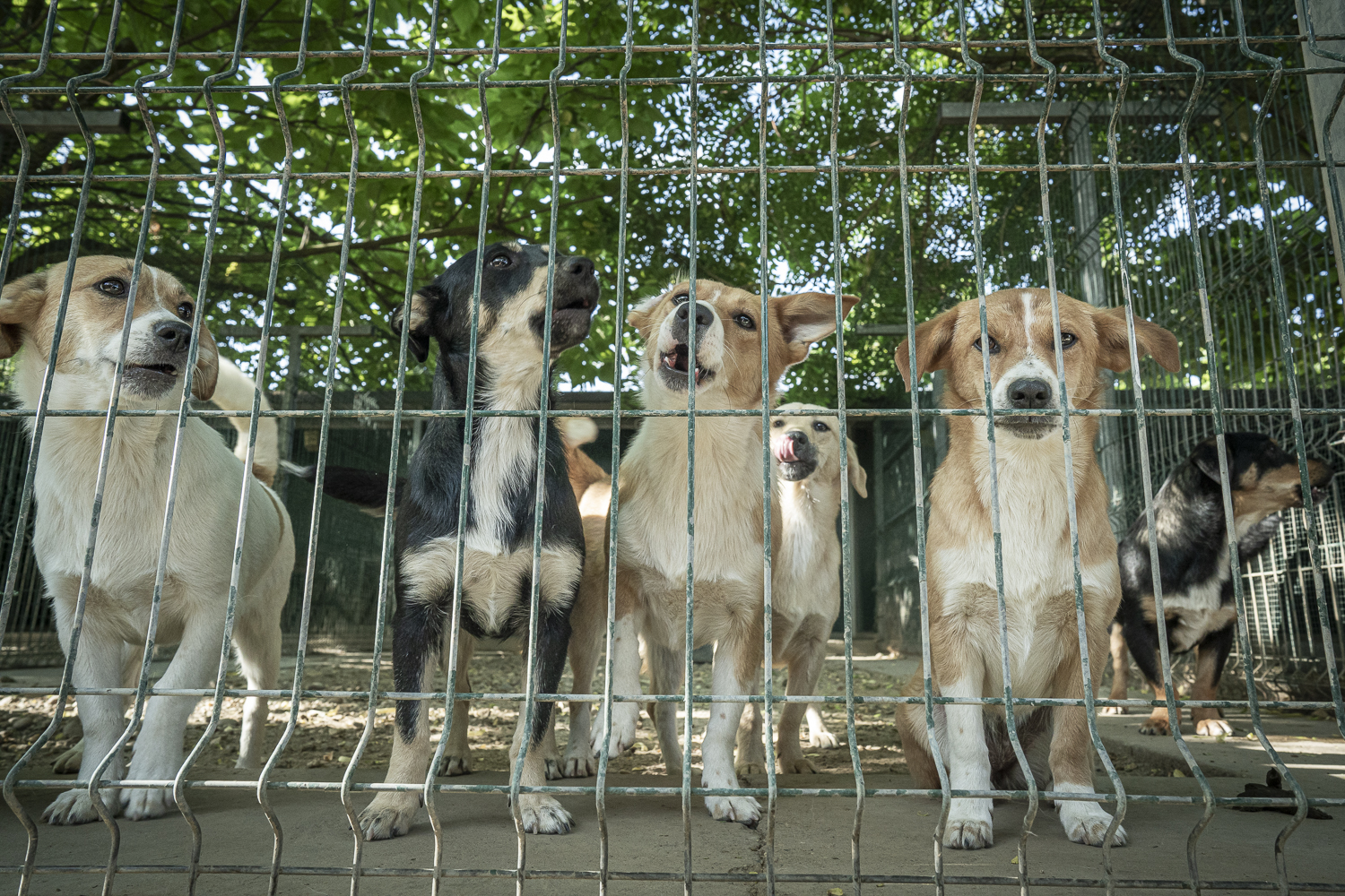Rifugio per cani